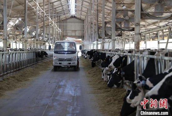 在宁夏贺兰山东麓的宁夏农垦集团贺兰山奶业有限公司，工人正在牛棚内消毒。于晶 摄