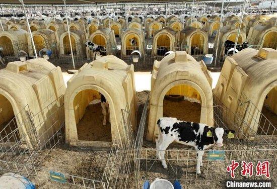 航拍宁夏贺兰山东麓的宁夏农垦集团贺兰山奶业有限公司牛犊饲养区。于晶 摄