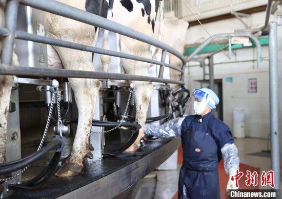 在宁夏贺兰山东麓的宁夏农垦集团贺兰山奶业有限公司，工人正在挤奶厅内忙碌。于晶 摄