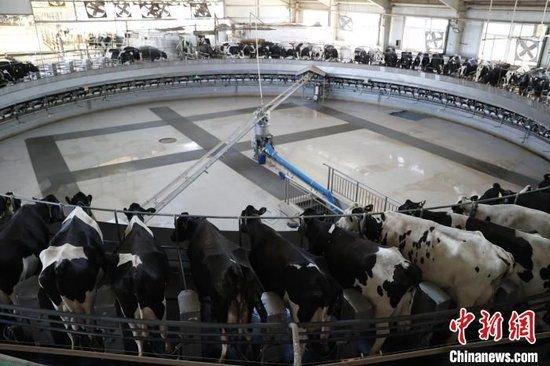 在宁夏贺兰山东麓的宁夏农垦集团贺兰山奶业有限公司，奶牛正在挤奶转盘上挤奶。于晶摄