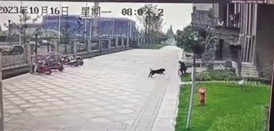 一只黑色大型犬正追咬女童。视频截图