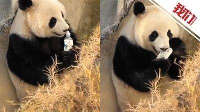 儿童向大熊猫投掷塑料瓶 动物园：已严肃警告监护人