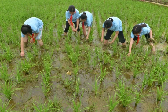 △5月7日，广西贺州一学校学生在劳动教育基地的稻田里拔草。