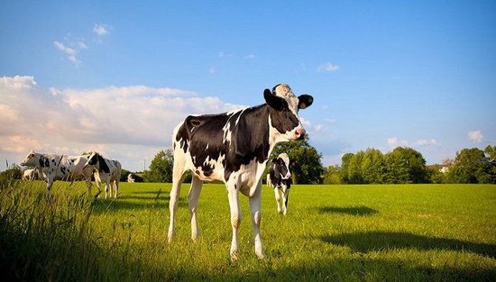 奶价下跌引发养殖公司、奶农“倒奶杀牛”担忧