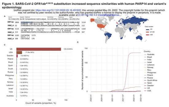 SARS-CoV-2 ORF1ab^A1061S替换增加了与人类PARP14的序列一致性，以及该突变体的流行病学特征。