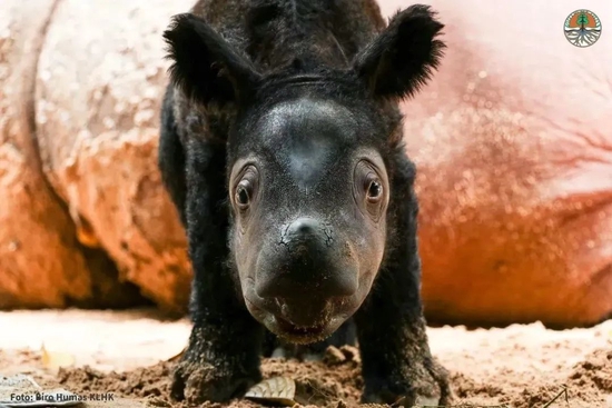仅存30头的苏门答腊犀 最近迎来了新生儿！