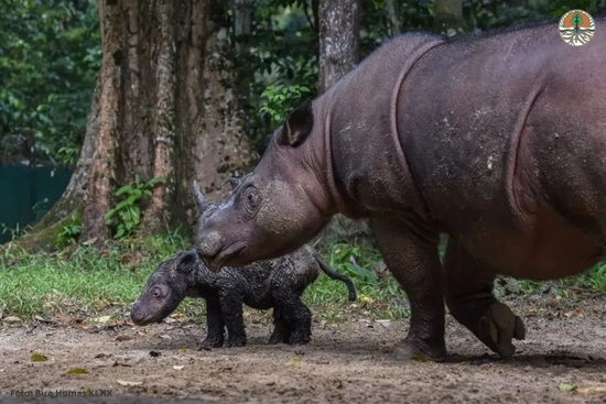住进保护中心的罗莎，经历了8次流产，终于诞下了第一头小犀牛|Indonesian Ministry of Environment and Forestry