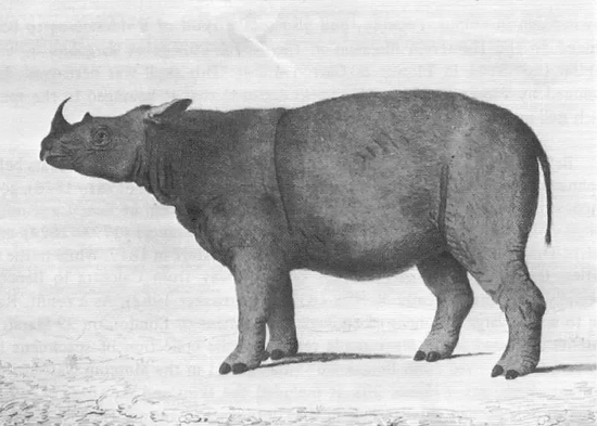 1793年，西方科学界为苏门答腊犀绘制的第一幅画像|William Bell