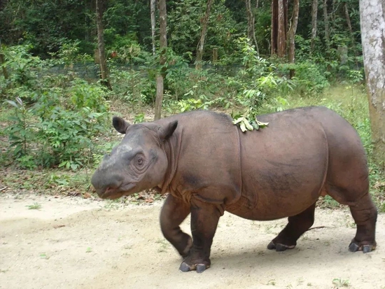 苏门答腊犀体型最小|26Isabella / Wikimedia Commons